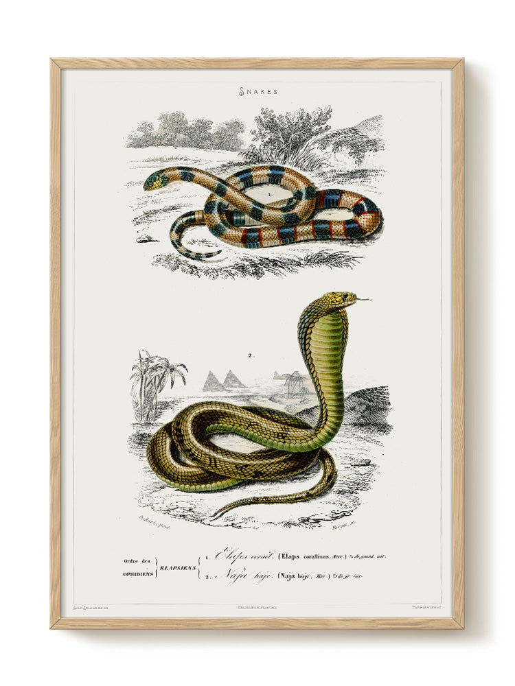Snakes - Vintage Museum - Museum of Natural History - Vintage Art