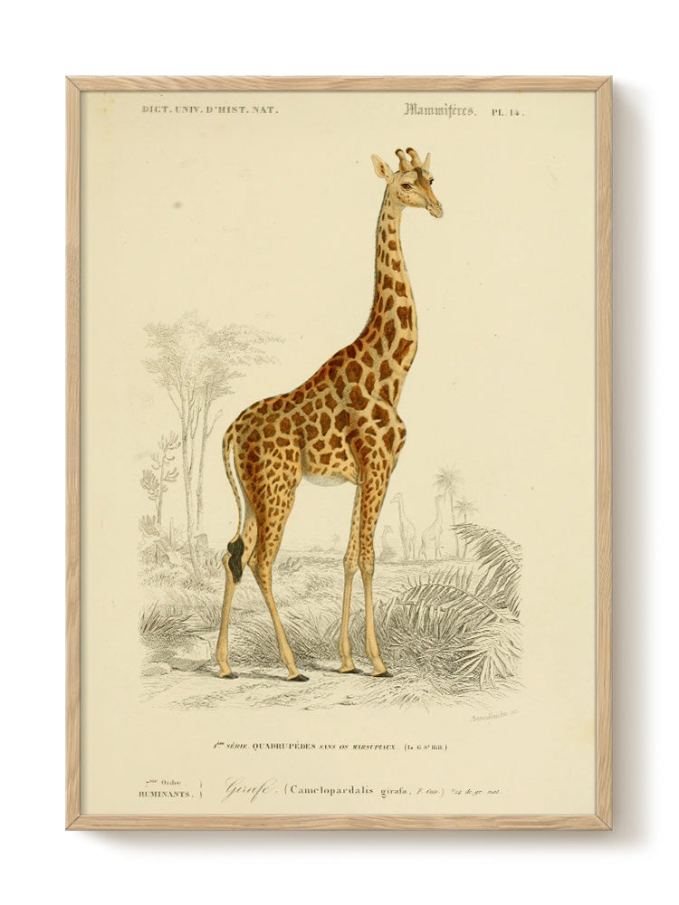 Giraffe - Museum of Natural History - Vintage Art Posters | PSTR