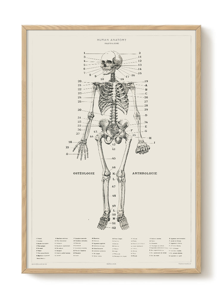 Human Anatomy - Skeleton - Museum of Natural History - Vintage Art
