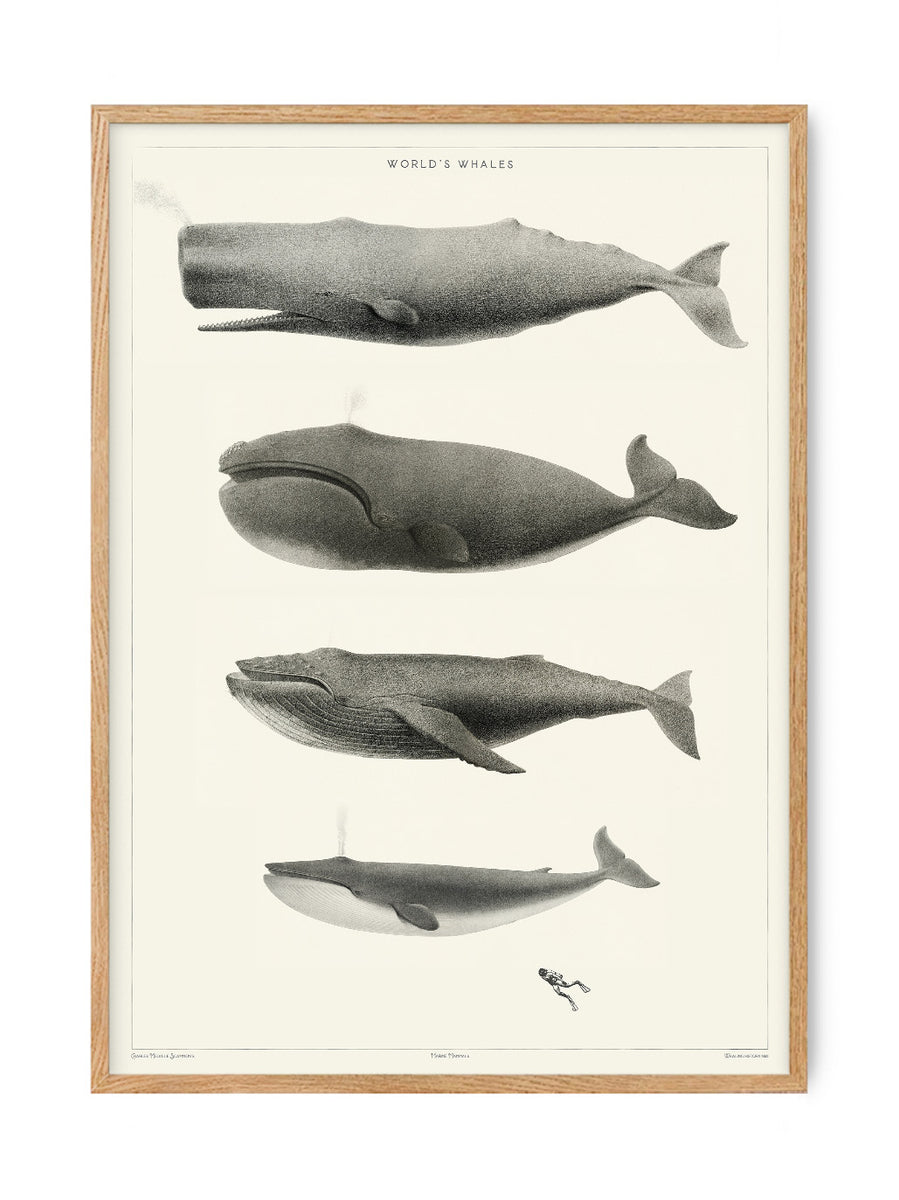 World\'s Whales - History - Museum of Natural History - Vintage Art Posters  – PSTR studio