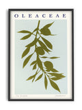PrintedPlant - Oleaceae