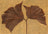 Frame preview image