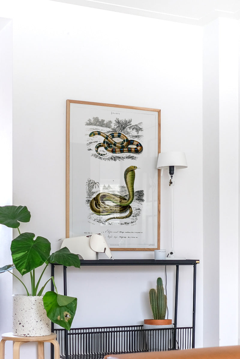 Snakes - Vintage Museum - Museum of Natural History - Vintage Art