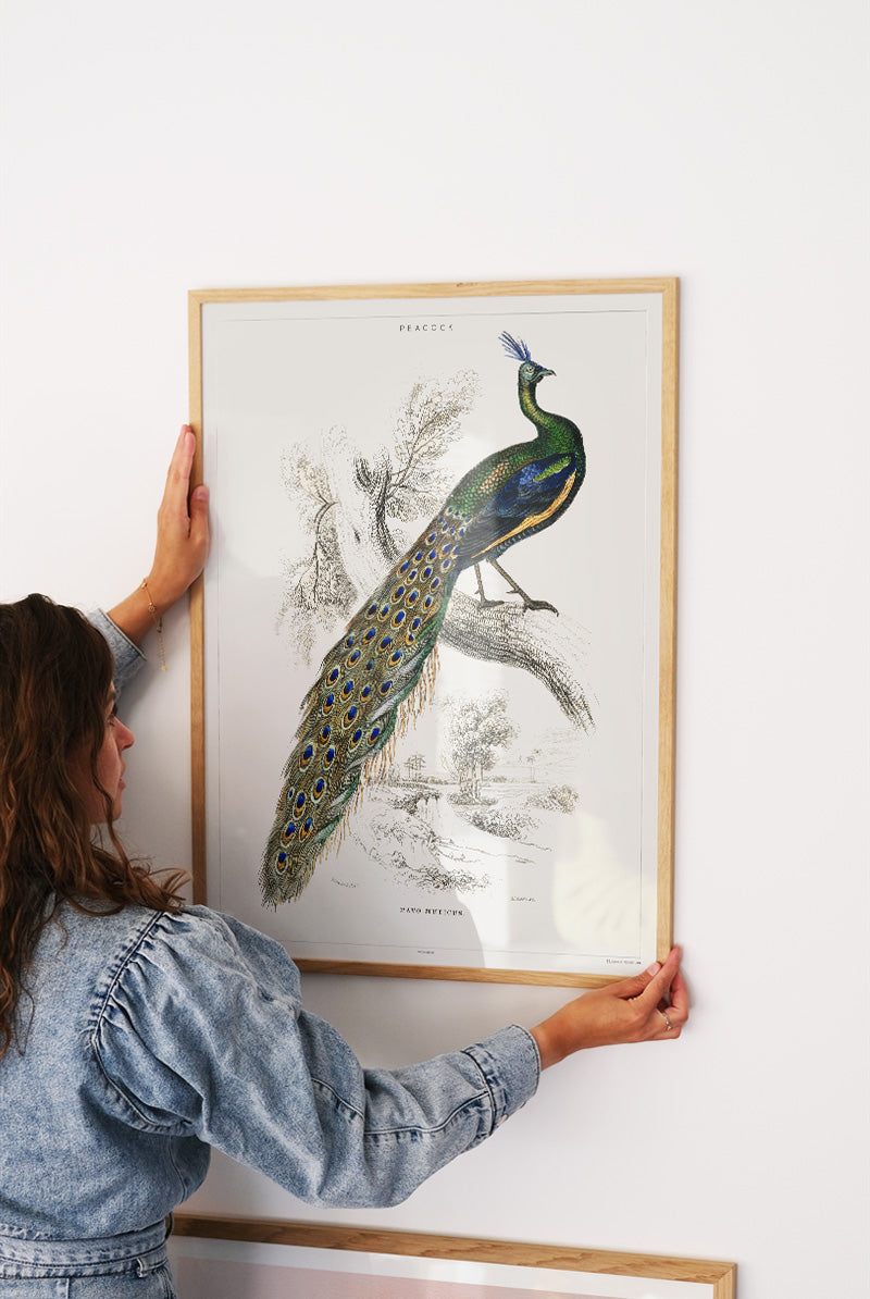 Peacock - Vintage Museum - Museum of Natural History - Vintage Art