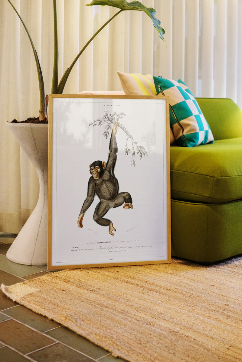 Primate - Vintage Museum - Museum of Natural History - Vintage Art