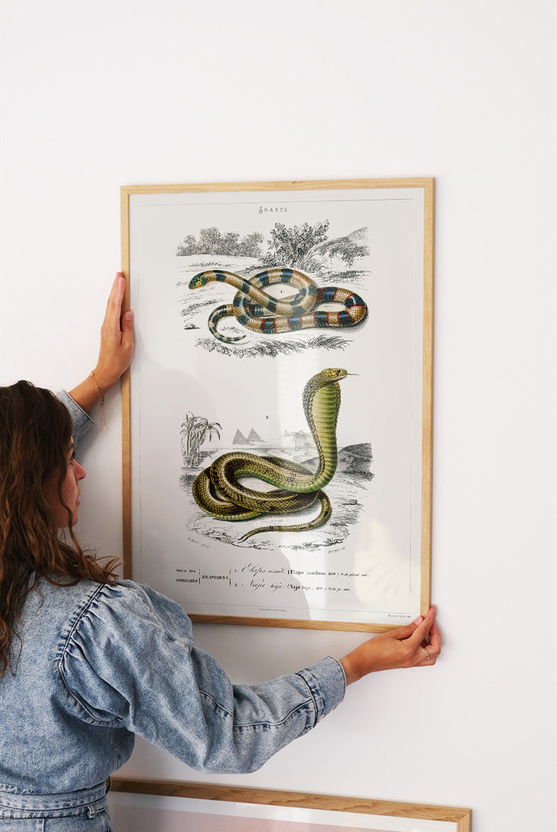 Snakes - Vintage Museum - Museum of Natural History - Vintage Art