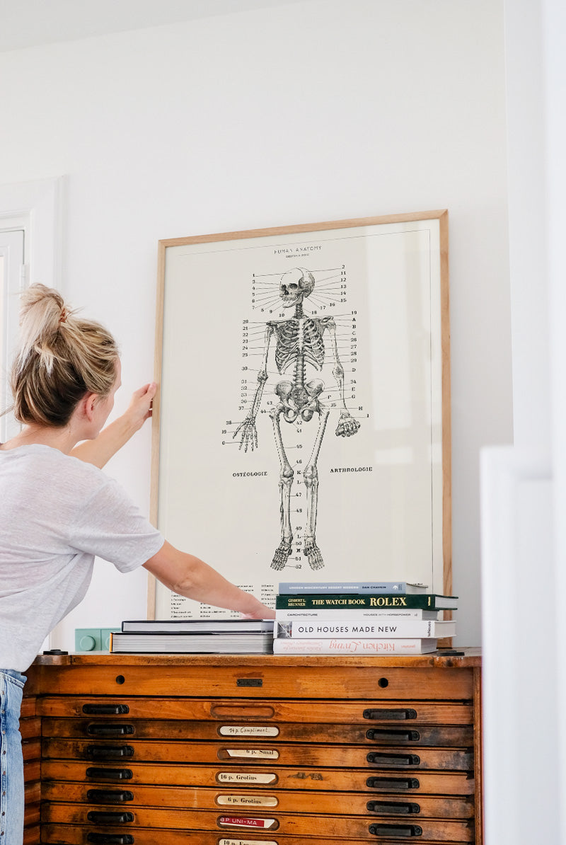 Human Anatomy - Skeleton - Museum of Natural History - Vintage Art