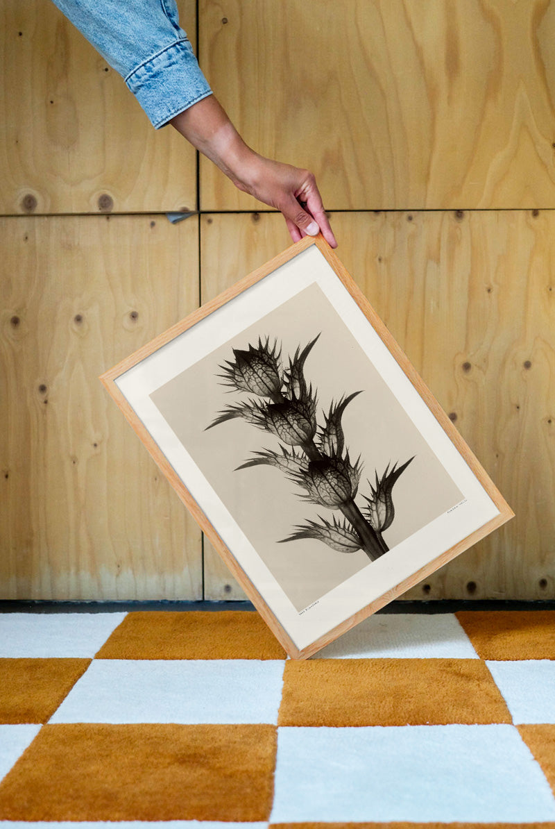 Karl Blossfeldt - Acanthus Mollis | PSTR studio