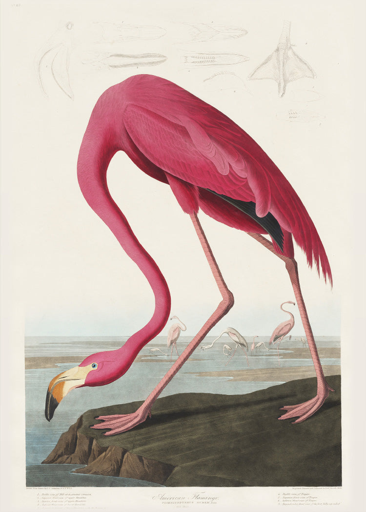 Birds of America - Flamingo - Museum of Natural History - Vintage Birds of America - Flamingo - Museum of Natural History - Vintage