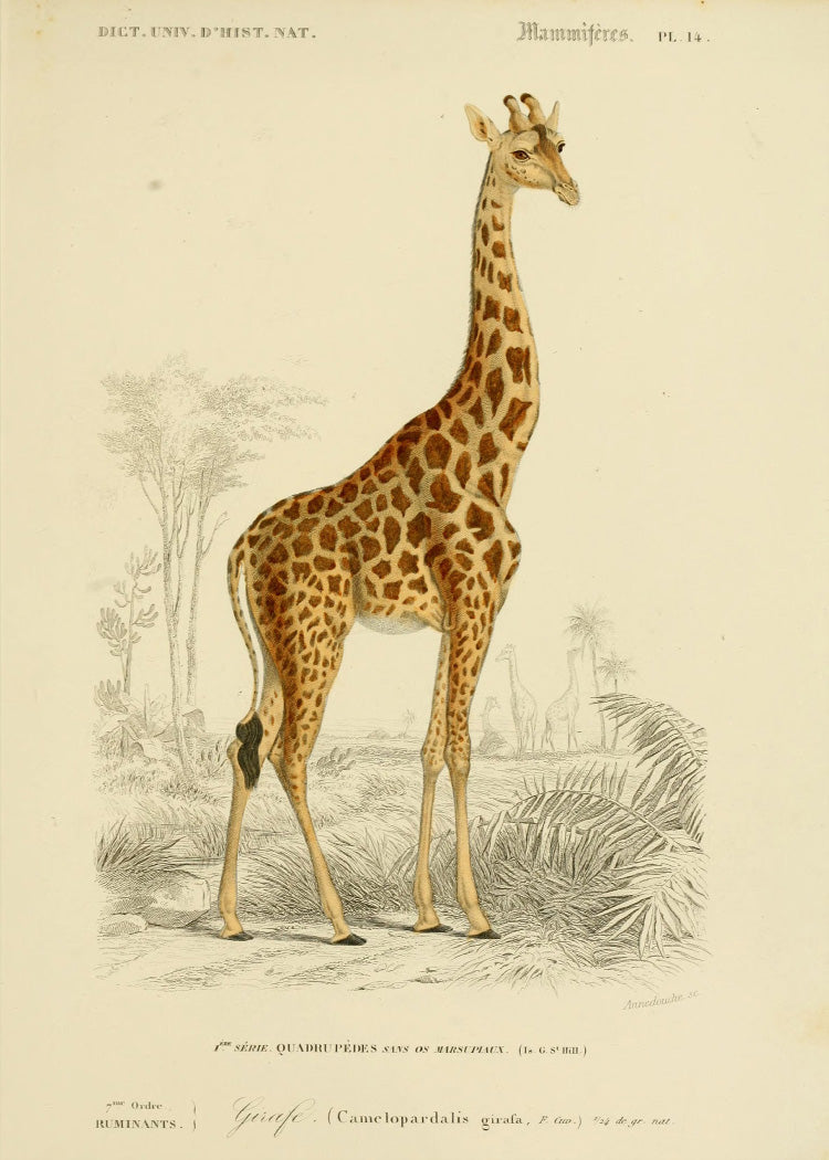 Giraffe - Museum of Natural History - Vintage Art Posters | PSTR