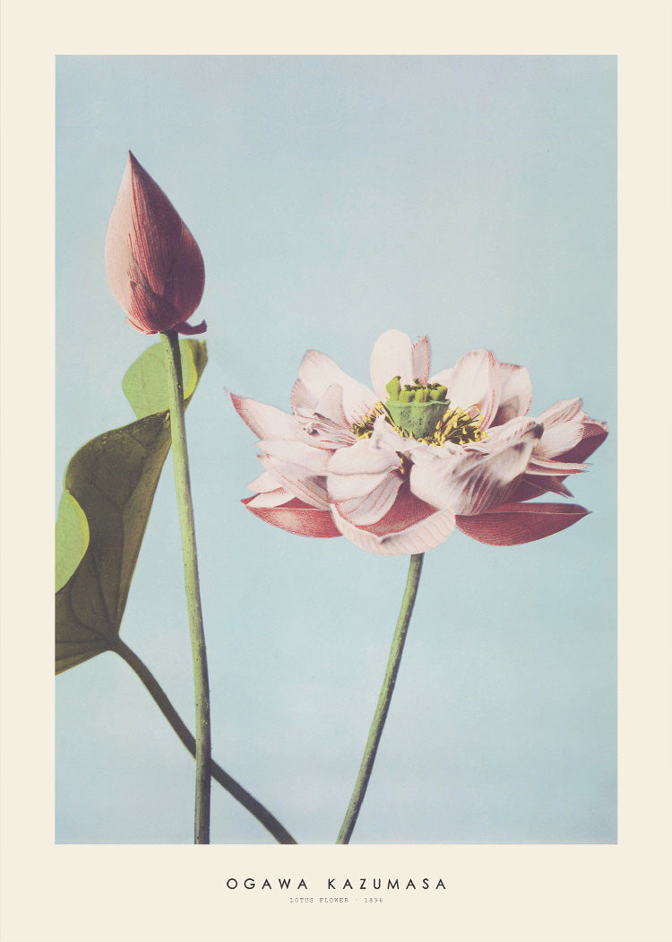 Ogawa Kazumasa - Lotus | PSTR studio