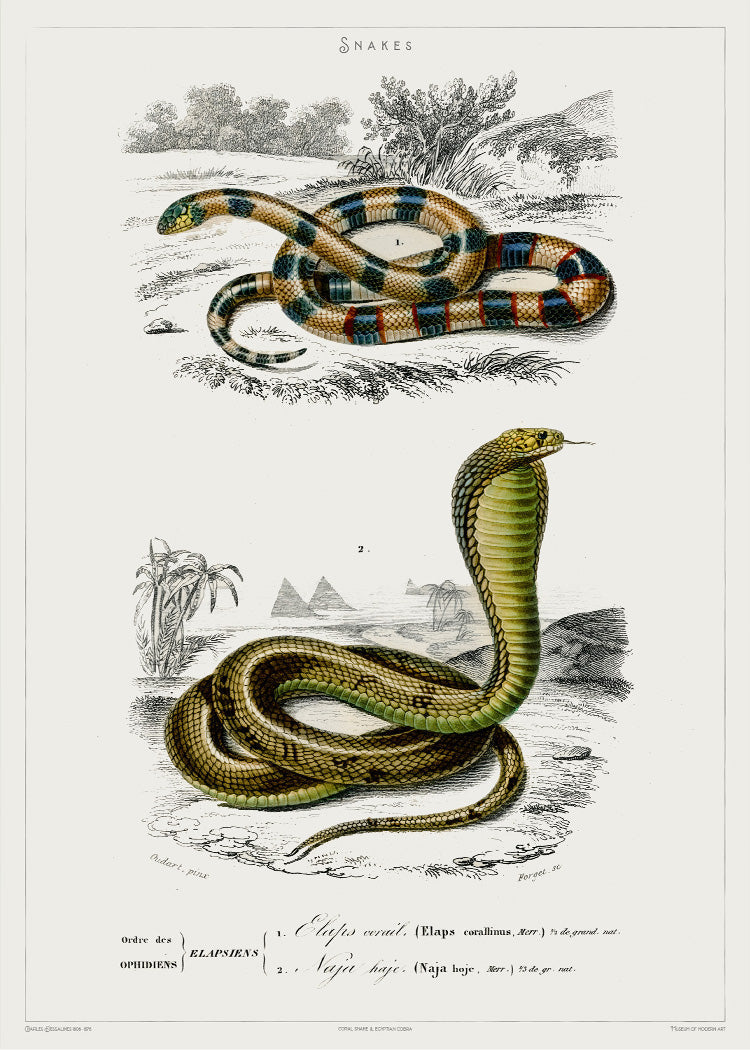 snake出品　直筆資料セット Four-lined Snakes Intertwined - RE-09 - Fine Art Print of a