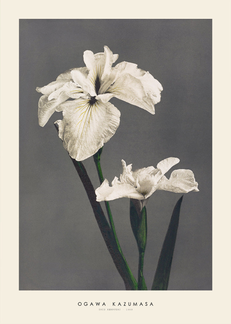 Patchwork Iris by Jenny Parson アートフレーム付き Patchwork Iris