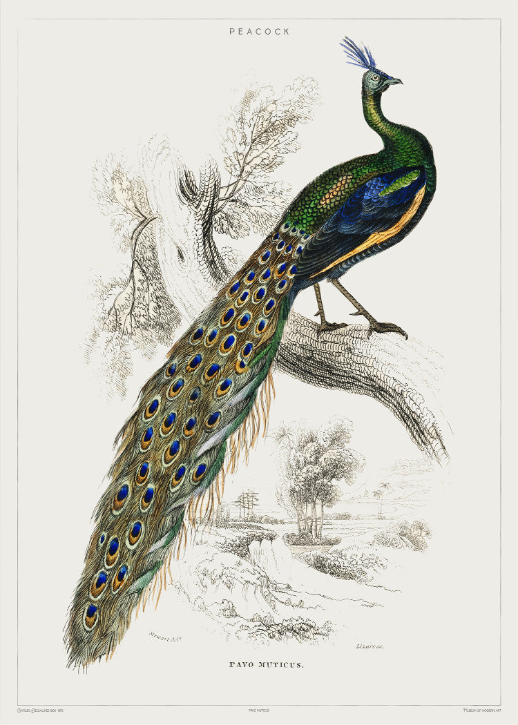 Peacock - Vintage Museum - Museum of Natural History - Vintage Art