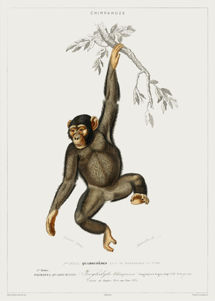 Primate Forest - 森アートポスター A1 Rousseau - Monkeys and Parrot in the Virgin Forest Print