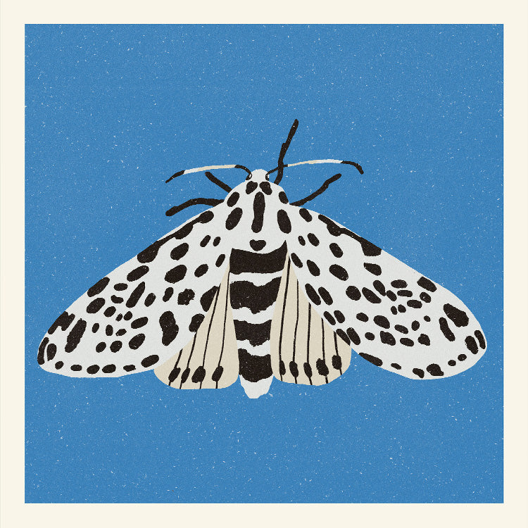 Enikő Eged - Tiger Moth | PSTR studio