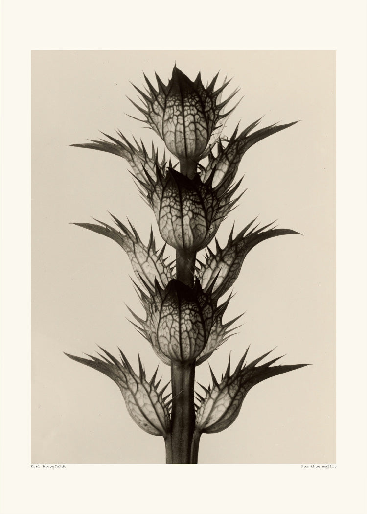 Karl Blossfeldt - Acanthus Mollis | PSTR studio