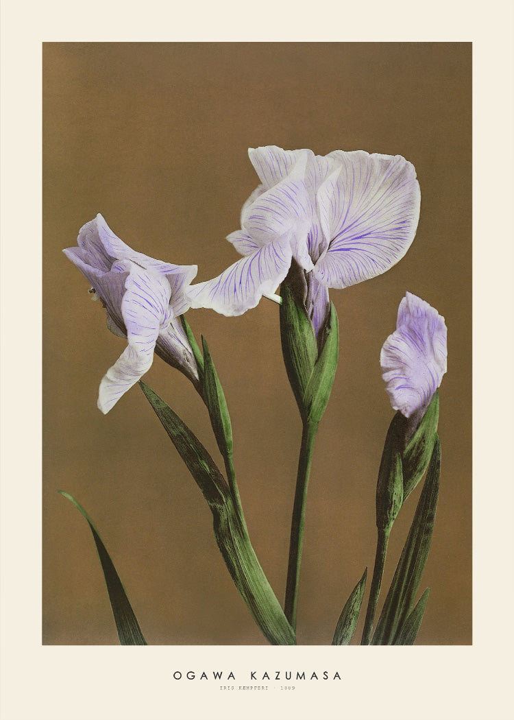 Ogawa Kazumasa - Iris II | PSTR studio