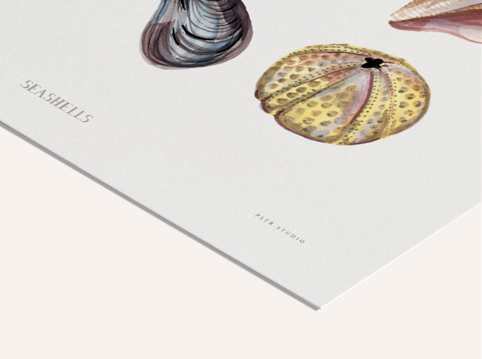 Laura - Seashells | PSTR studio