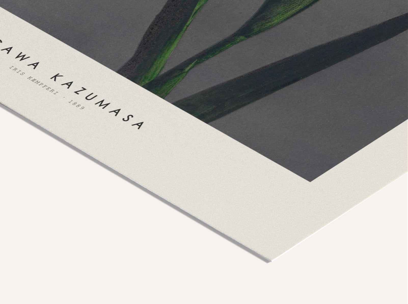 Ogawa Kazumasa - Iris I | PSTR studio