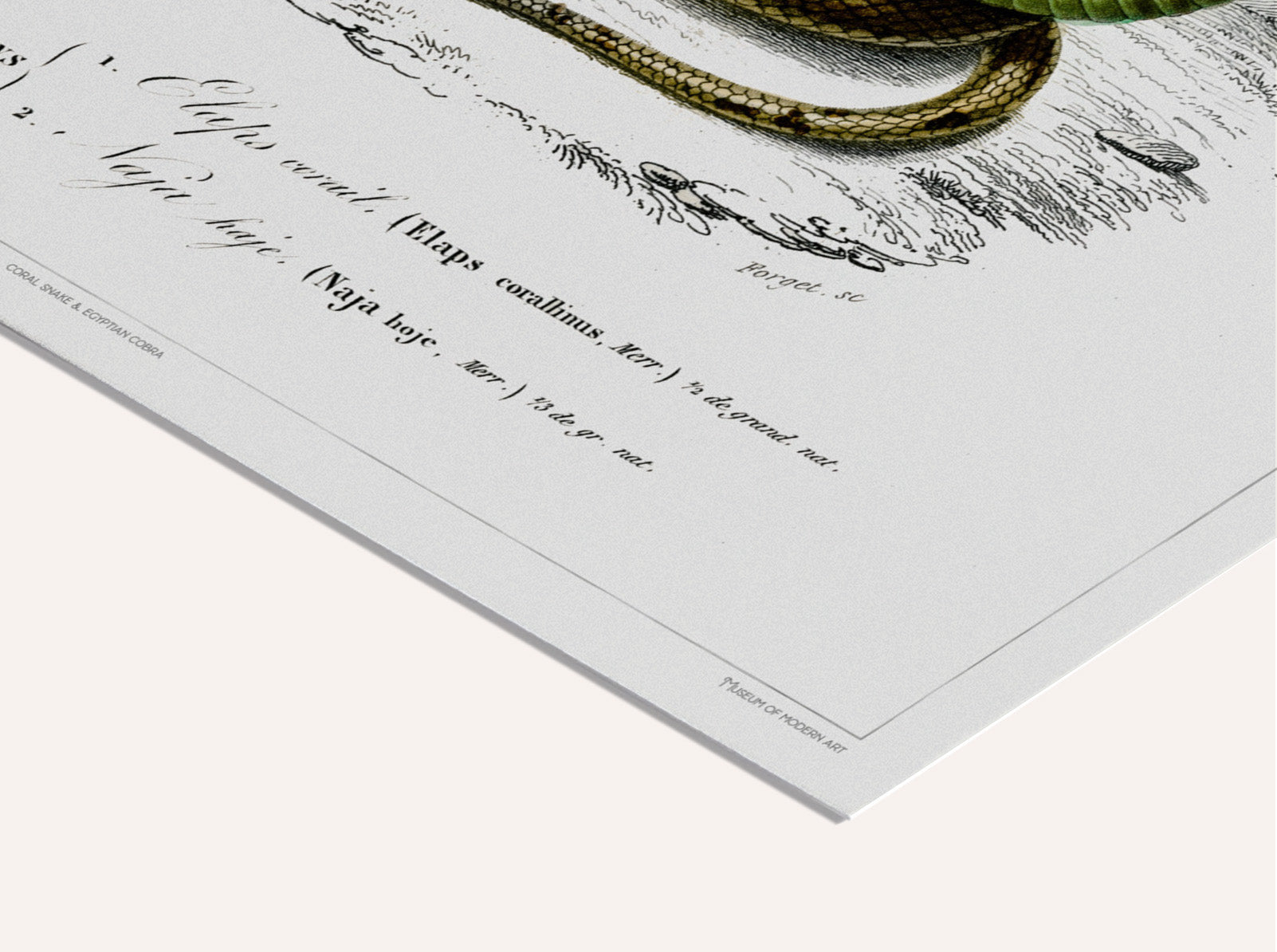 Snakes - Vintage Museum - Museum of Natural History - Vintage Art