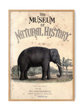 Vintage Elephant - Natural History | Art print Poster