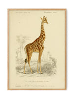 Giraffe - National Museum | Art print Poster
