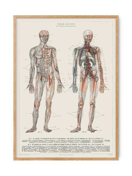 Human Anatomy - Blood vessels | Art print Poster