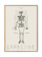 Human Anatomy - Skeleton | Art print Poster