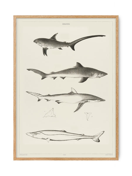 Sharks - History Museum | Art print Poster