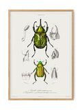 Insects - Entomology collection | Art print Poster