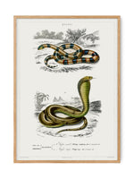 Snakes - Vintage Museum | Art print Poster