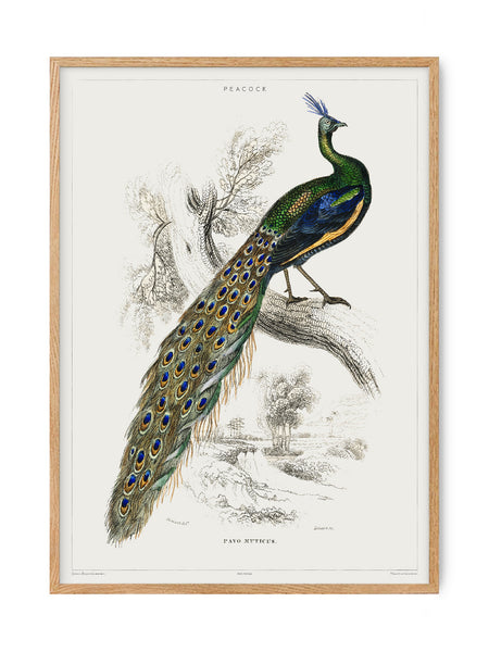 Peacock - Vintage Museum | Art print Poster