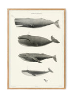 World's Whales | Art print Poster