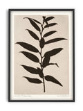 Leucothoe Fontanesiana - PrintedPlant