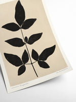 Laburnum Anagyroides - PrintedPlant