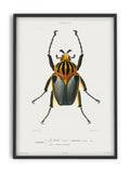 Insects - Entomology collection