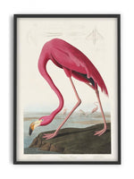 Birds of America - Flamingo