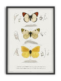 Butterfly - Entomology collection