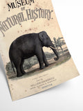 Vintage Elephant - Natural History | Art print Poster