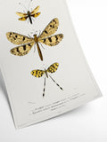 Butterfly - Entomology collection | Art print Poster