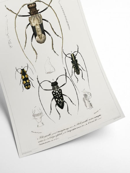 Insects - Entomology collection | Art print Poster