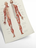 Human Anatomy - Nervous system | Art print Poster