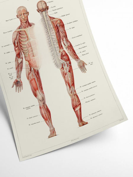 Human Anatomy - Nervous system | Art print Poster