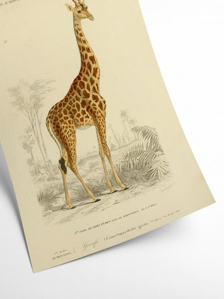 Giraffe - National Museum | Art print Poster