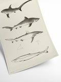 Sharks - History Museum | Art print Poster