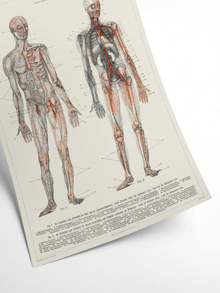 Human Anatomy - Blood vessels | Art print Poster