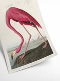 Birds of America - Flamingo | Art print Poster
