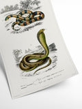 Snakes - Vintage Museum | Art print Poster