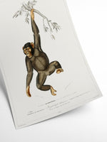 Primate - Vintage Museum | Art print Poster